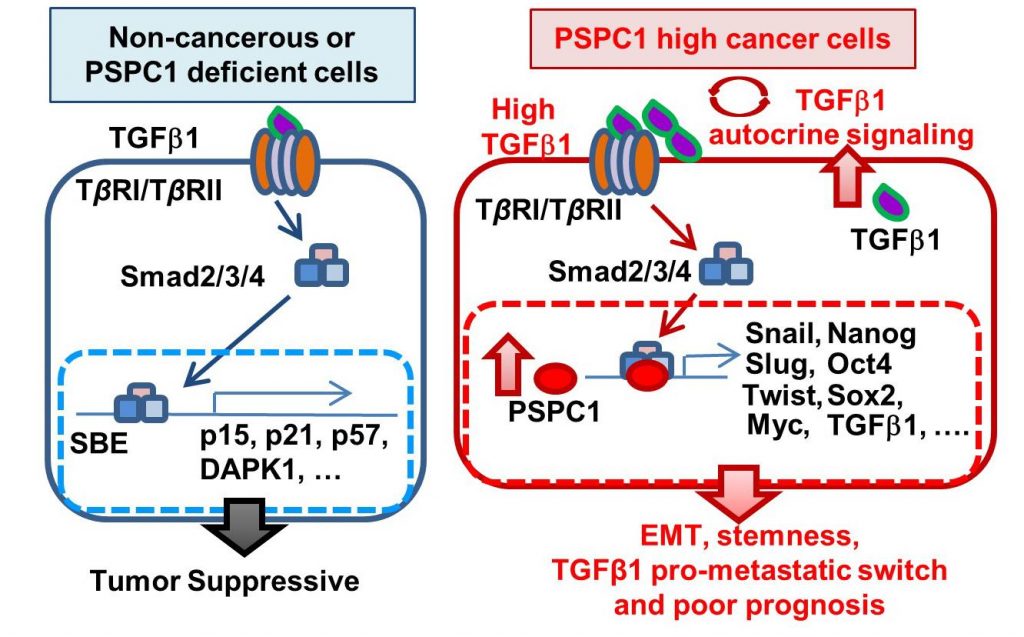Activation Switch for Cancer Metastasis Discovered, Introducing the Novel PSPC1 Oncogene