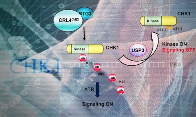Locking and unlocking of the cell cycle checkpoint kinase CHK1