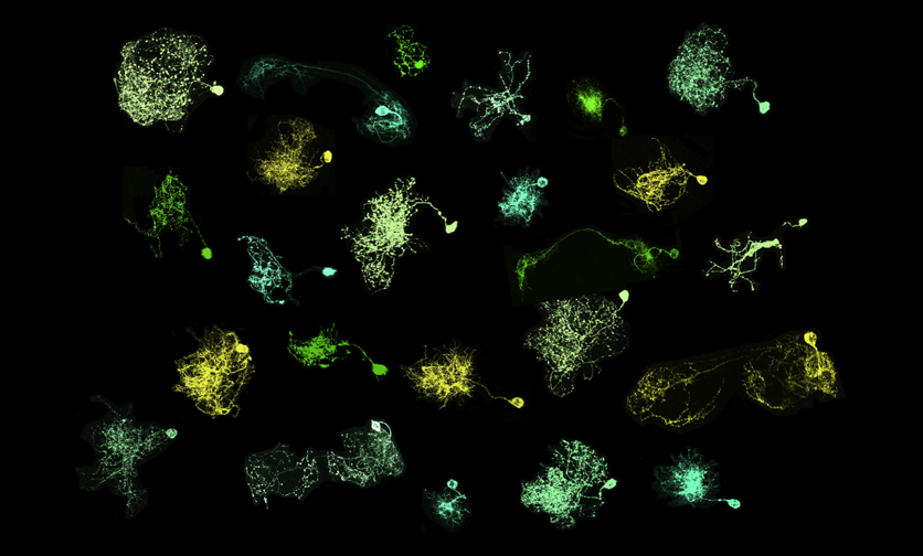 Interneuron Diversity Sheds Light On Neural Cell Death Control