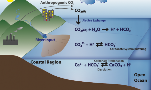 How marine calcifiers response to ocean acidification by adjusting internal pH?