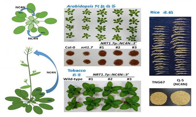 Improving nitrogen use efficiency by manipulating nitrate remobilization in plants