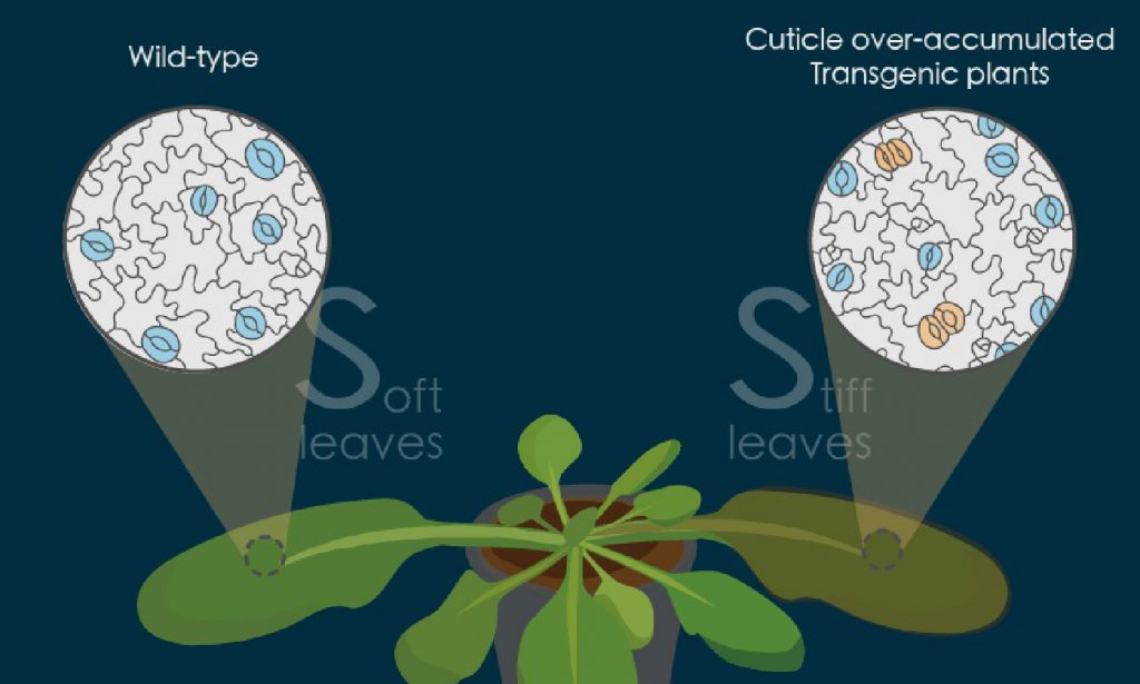 A new study reveals how Stomata and cuticles coordinate during plant development