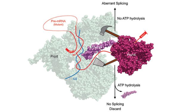 An ATP-independent Role of Prp16 in Promoting Aberrant Splicing