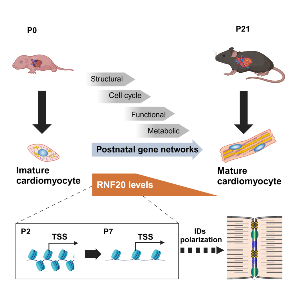 The Heart&#8217;s Journey of maturation: The Epigenetic Architect Role of RNF20