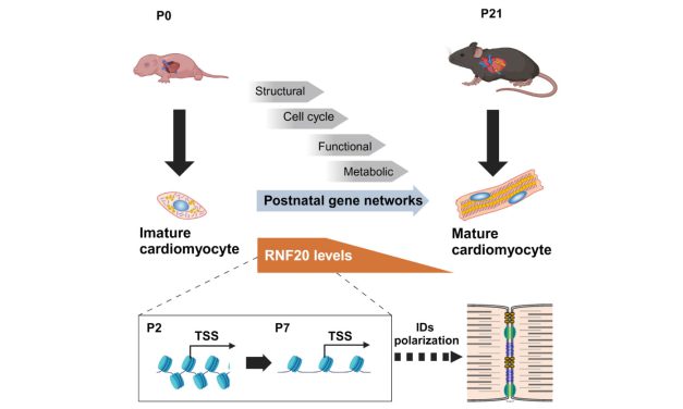 The Heart’s Journey of maturation: The Epigenetic Architect Role of RNF20