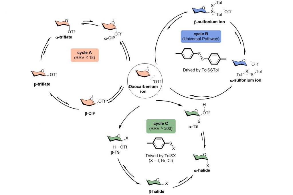Unraveling the promoter effect and the roles of counterion exchange in glycosylation reaction