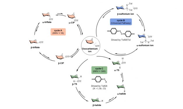 Unraveling the promoter effect and the roles of counterion exchange in glycosylation reaction