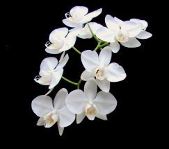 臺灣原生白花蝴蝶蘭基因體的解序以及對蘭花產業的展望