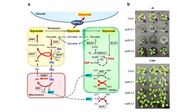 植物光呼吸作用是無用的碳循環嗎？甘油酸轉運蛋白 NPF8.4 之研究發現光呼吸作用在「氮」循環上的新角色
