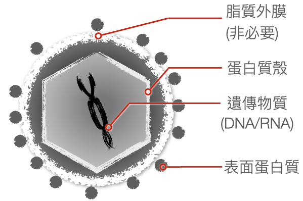 【專欄】病毒 RNA 上的小分子修飾