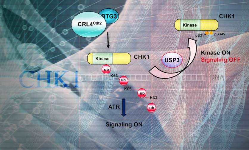Locking and unlocking of the cell cycle checkpoint kinase CHK1