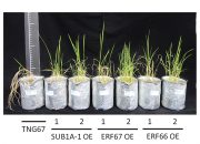 Rice Submergence Resistance Mechanism