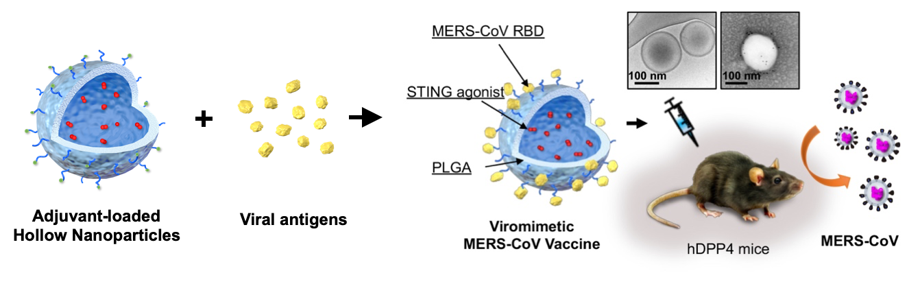 Virus-Mimicking Vaccine Nanotechnology Makes a Strong Vaccine Against Lethal Emerging Viruses