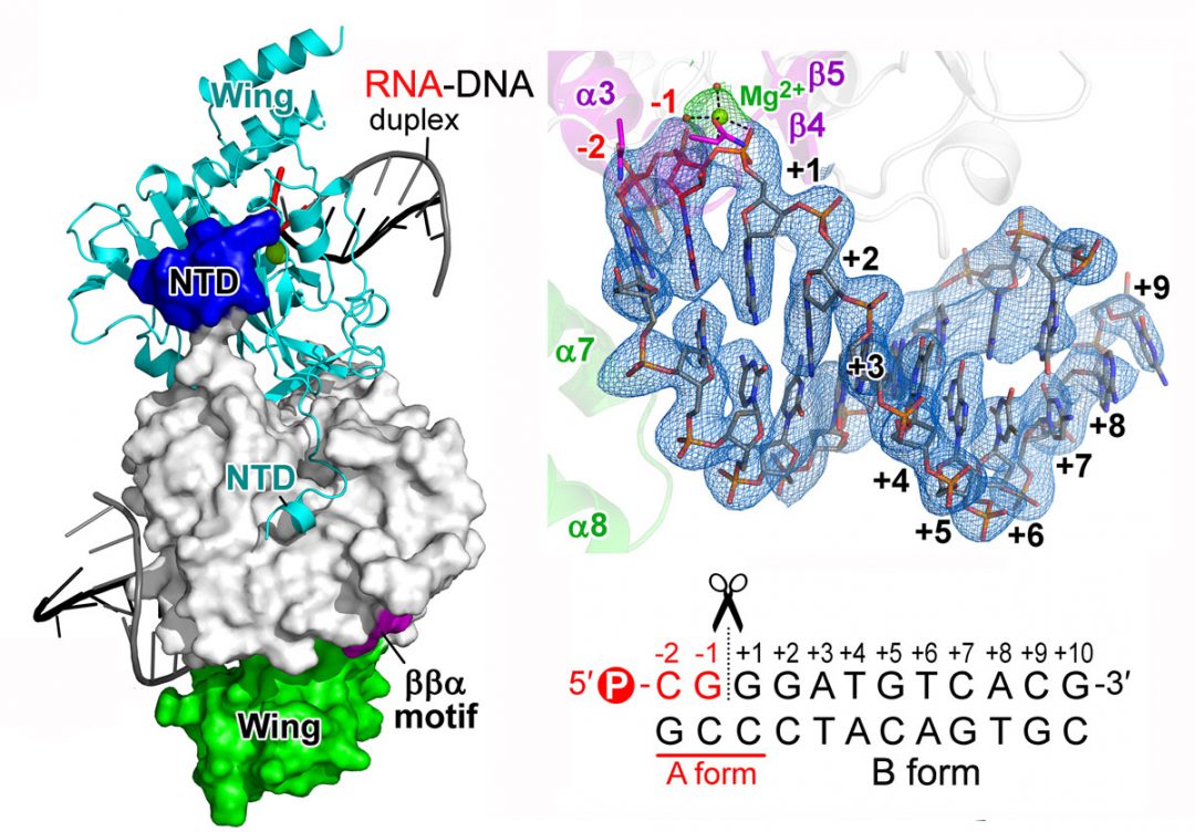 A Unique Exonuclease ExoG Cleaves at The Junction between RNA and DNA in Mitochondrial DNA Replication