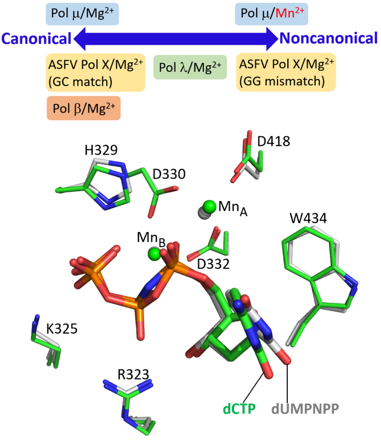 Human DNA Polymerase μ Can Use a Noncanonical Mechanism for Multiple Mn2+-mediated Functions