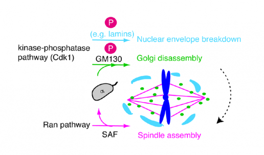 Ran pathway-independent regulation of mitotic Golgi disassembly by Importin-α