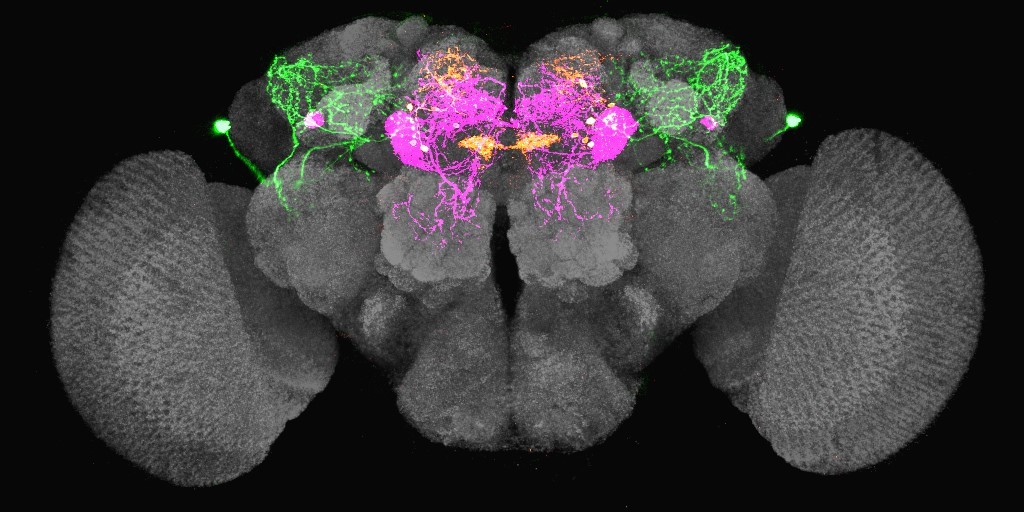 Thirst, Hunger, Memory: Decoding of a Motivational Circuit in the Fly Brain