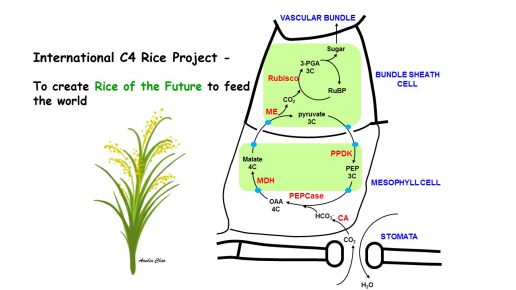 Academia Sinica Actively Participates in the International C4 Rice Project
