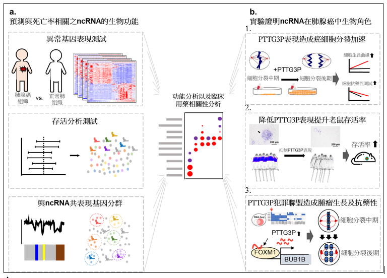 Integrated analysis for predicting prognosis and pathological mechanisms of noncoding RNAs in cancers: up-regulation of PTTG3P is associated with poor prognosis and chemoresistance in lung adenocarcinoma