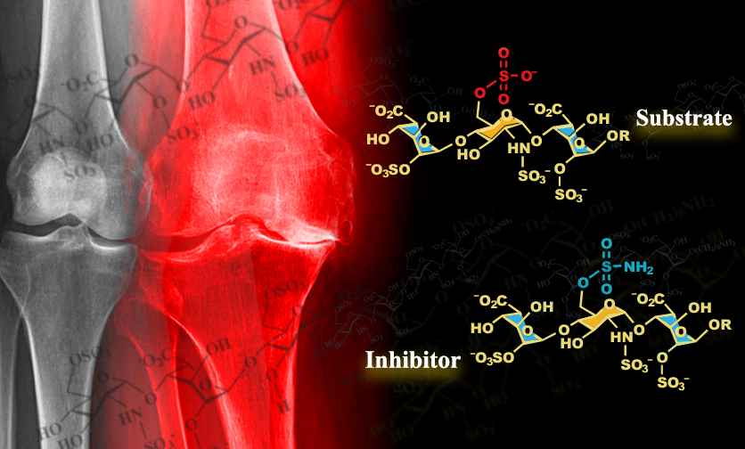 A Promising Trisaccharide Identified for Damaged Cartilage