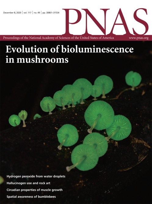 Evolution of bioluminescence in mushrooms resolved