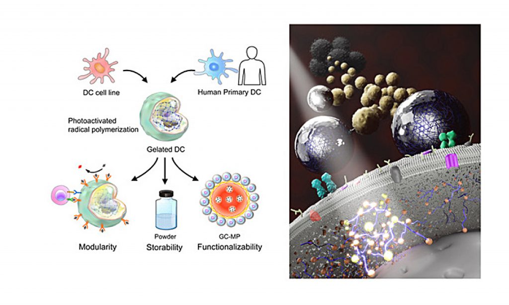 Hydrogel-infused dendritic cells for future anticancer immunotherapy