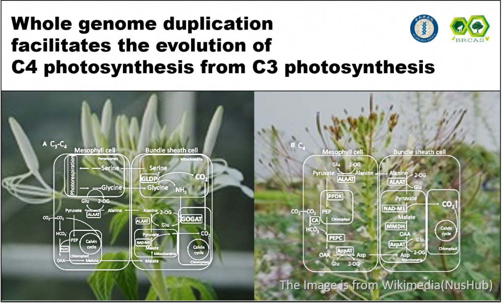 Whole genome duplication facilitates C3 to C4 photosynthesis evolution