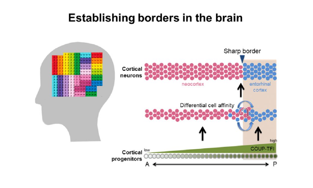 COUP-TFI specifies the medial entorhinal cortex identity and induces differential cell adhesion to determine the integrity of its boundary with neocortex