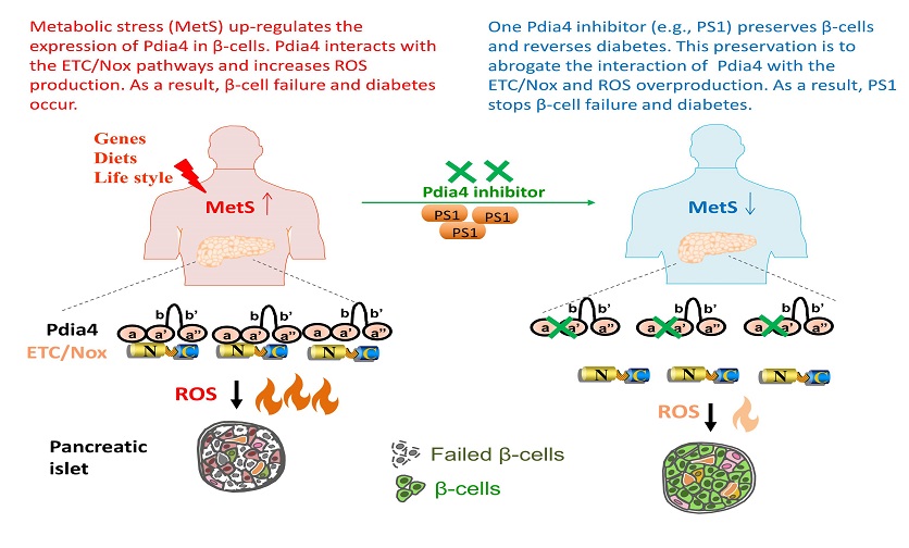 Pdia4 regulates β-cell pathogenesis in diabetes: molecular mechanism and targeted therapy