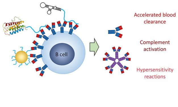 Polyethylene Glycol Immunogenicity: Theoretical, Clinical, and Practical Aspects of Anti-Polyethylene Glycol Antibodies