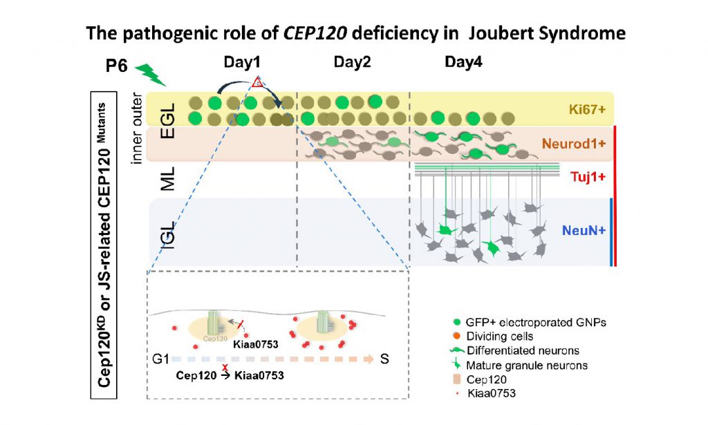 Unraveling the Mysterious Role of Centriolar Protein CEP120 in Joubert Syndrome, a Congenital Cerebellar Disorder