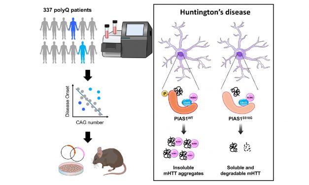 PIAS1 Variant S510G is a protective genetic modifier of Huntington’s disease
