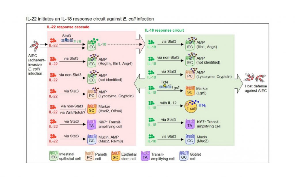 A novel IL-18-mediated anti-bacterial circuit to enforce intestinal host defense and immunity