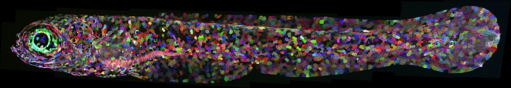 Multicolor live-cell imaging identifies asynthetic fission
