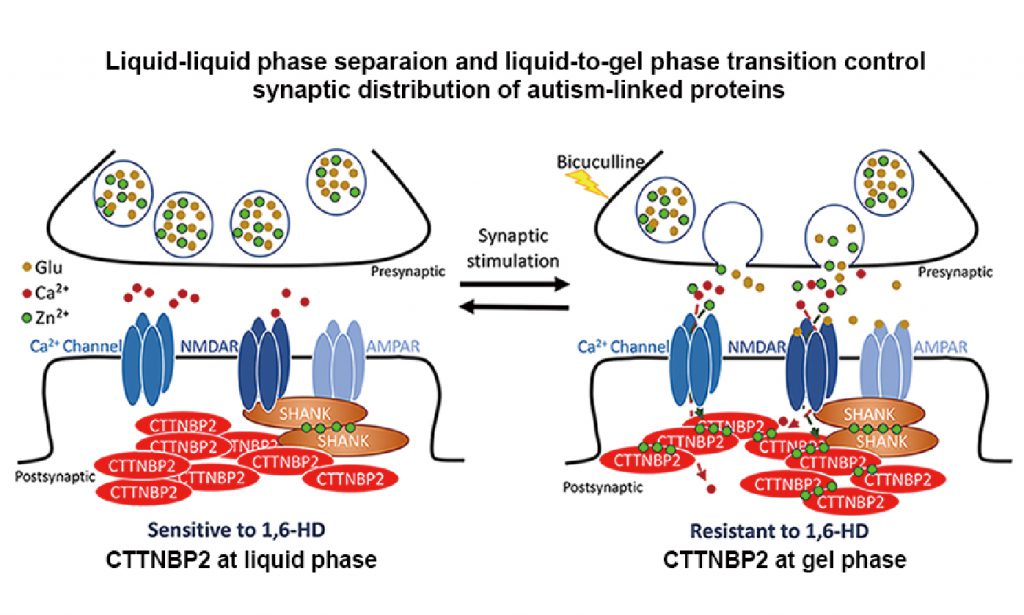 Autism, Zinc and Liquid-Liquid Phase Separation