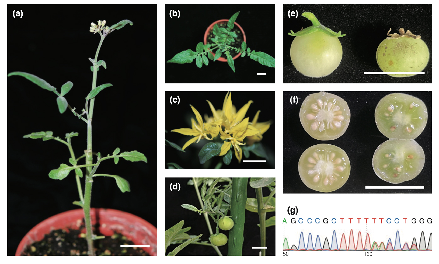 Breakthrough of wild tomato protoplast regeneration and DNA-free CRISPR-Cas9 genome editing.