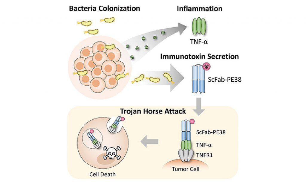 Bacteria-based cancer therapy: use TNF-α to mediate Trojan Horse
