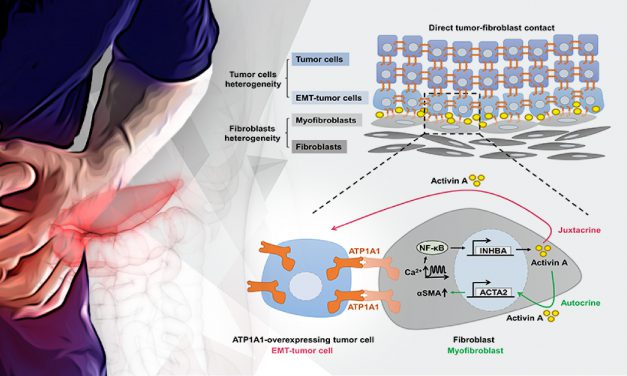PDAC tumor cell-fibroblast interactions promote metastasis via Homophilic ATP1A1 Binding