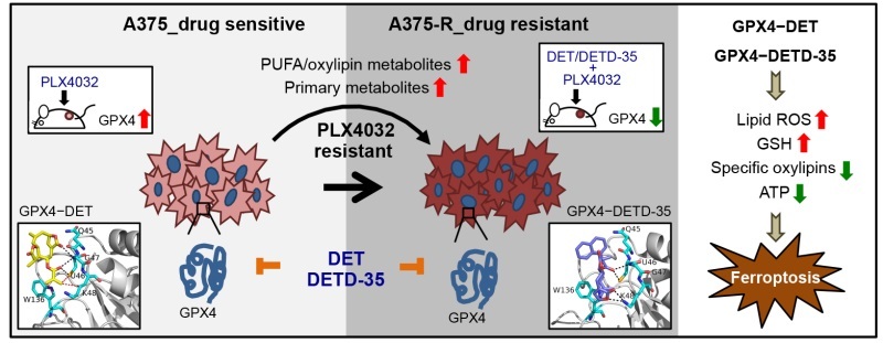 Phyto-sesquiterpene lactones DET and DETD-35 induce ferroptosis in vemurafenib sensitive and resistant melanoma via GPX4 inhibition and metabolic reprogramming