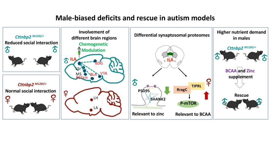 Sex bias in social deficits, neural circuits and nutrient demand in autism mouse models