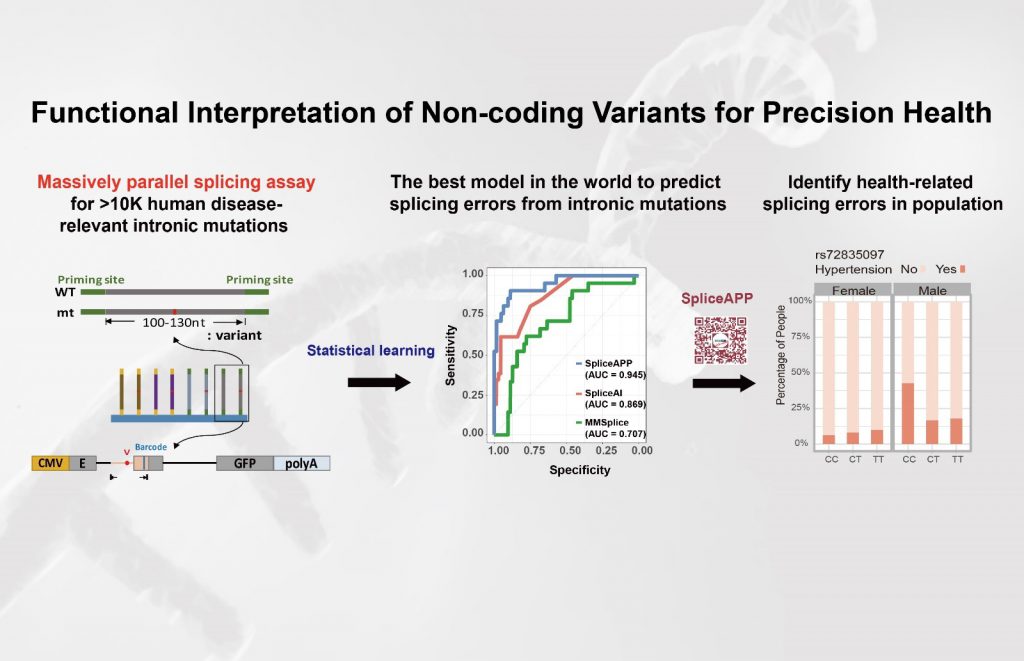 Mechanism and Prediction of Splicing Errors from Human Intronic Mutations