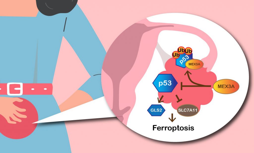 MEX3A mediates p53 degradation to suppress ferroptosis and facilitate ovarian cancer tumorigenesis