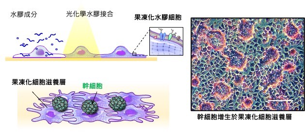 Stem Cell Expansion by Hydrogelated Feeder Cell Technology