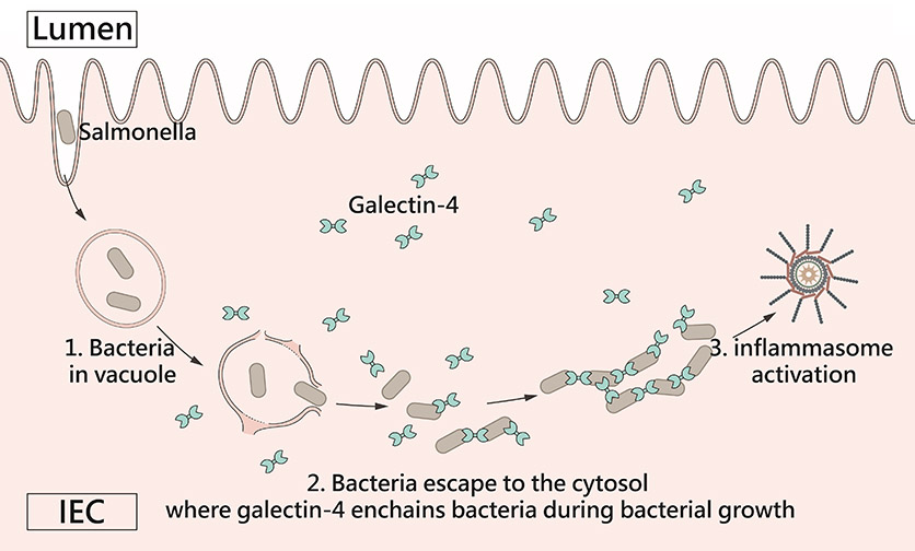 Cytosolic galectin-4 enchains bacteria, restricts their motility, and promotes inflammasome activation in intestinal epithelial cells