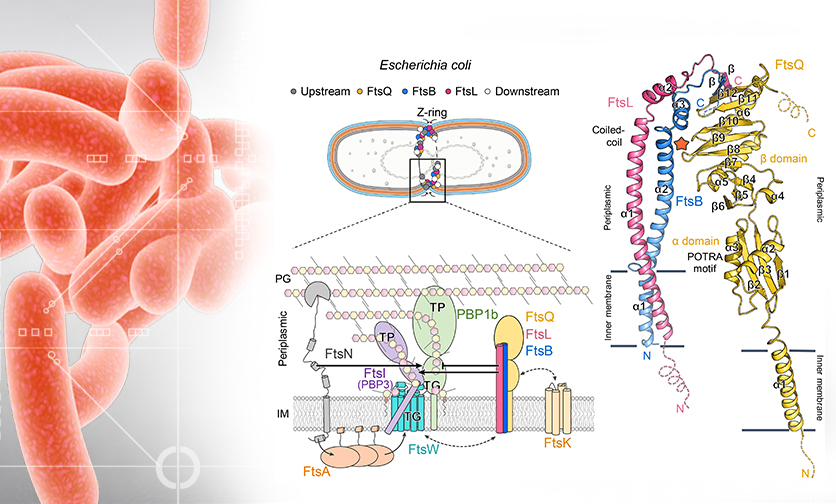 Structure of the heterotrimeric membrane protein complex FtsB-FtsL-FtsQ of the bacterial divisome