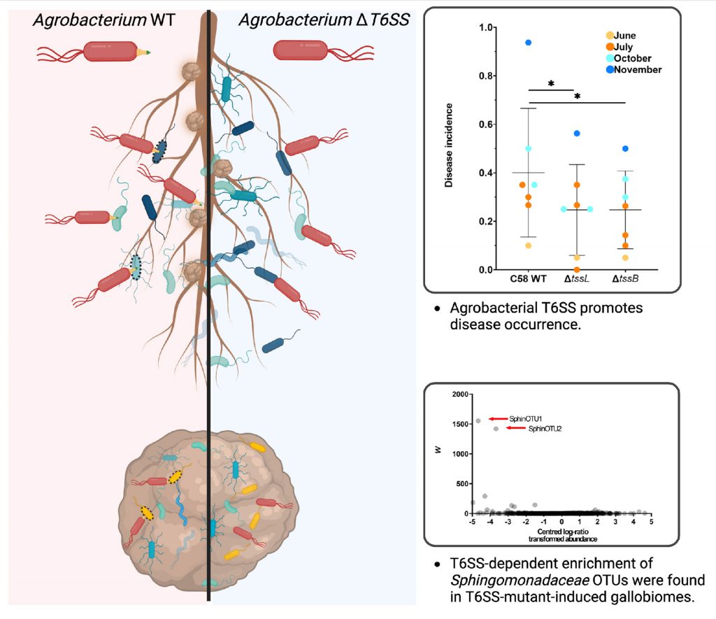 Agrobacterial T6SS antibacterial weapon influences disease occurrence and microbiota of crown galls