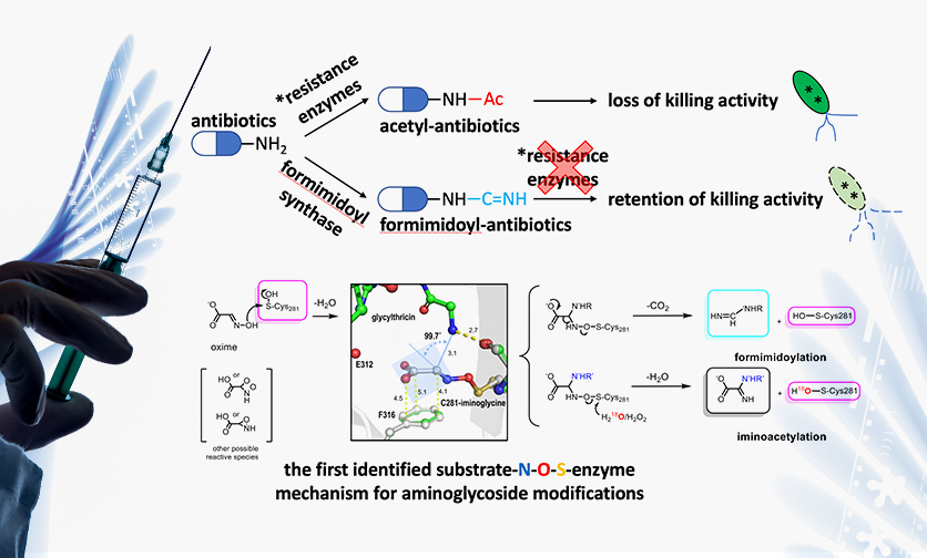 N-Formimidoylation/-iminoacetylation modification in aminoglycosides requires FAD-dependent and ligand-protein NOS bridge dual chemistry