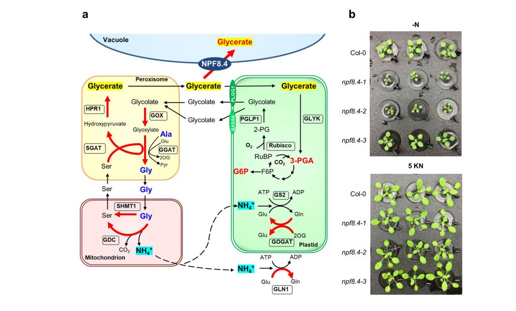 Is photorespiration a futile process in C flux? Study of the vacuole glycerate transporter NPF8.4 reveals a novel role of photorespiration in nitrogen flux