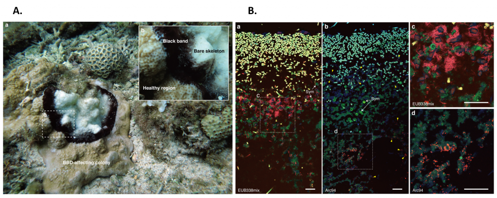 Microbial composition is a key for virulence differentiation of coral black band disease