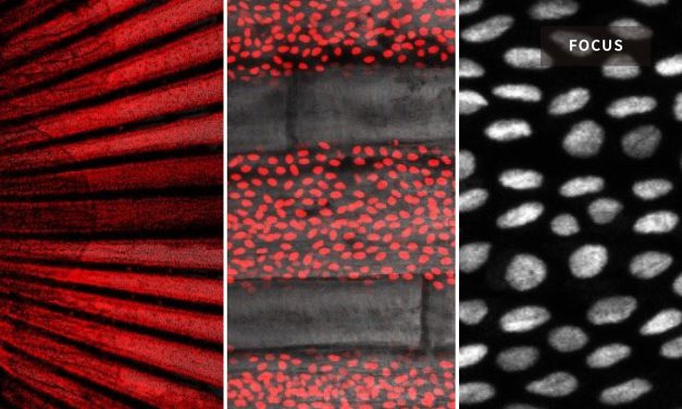 Interdisciplinary Collaboration Solves a 250-Year-Old Mystery: Scientists Discover ‘Mechanical Waves’ in Zebrafish Tailfin